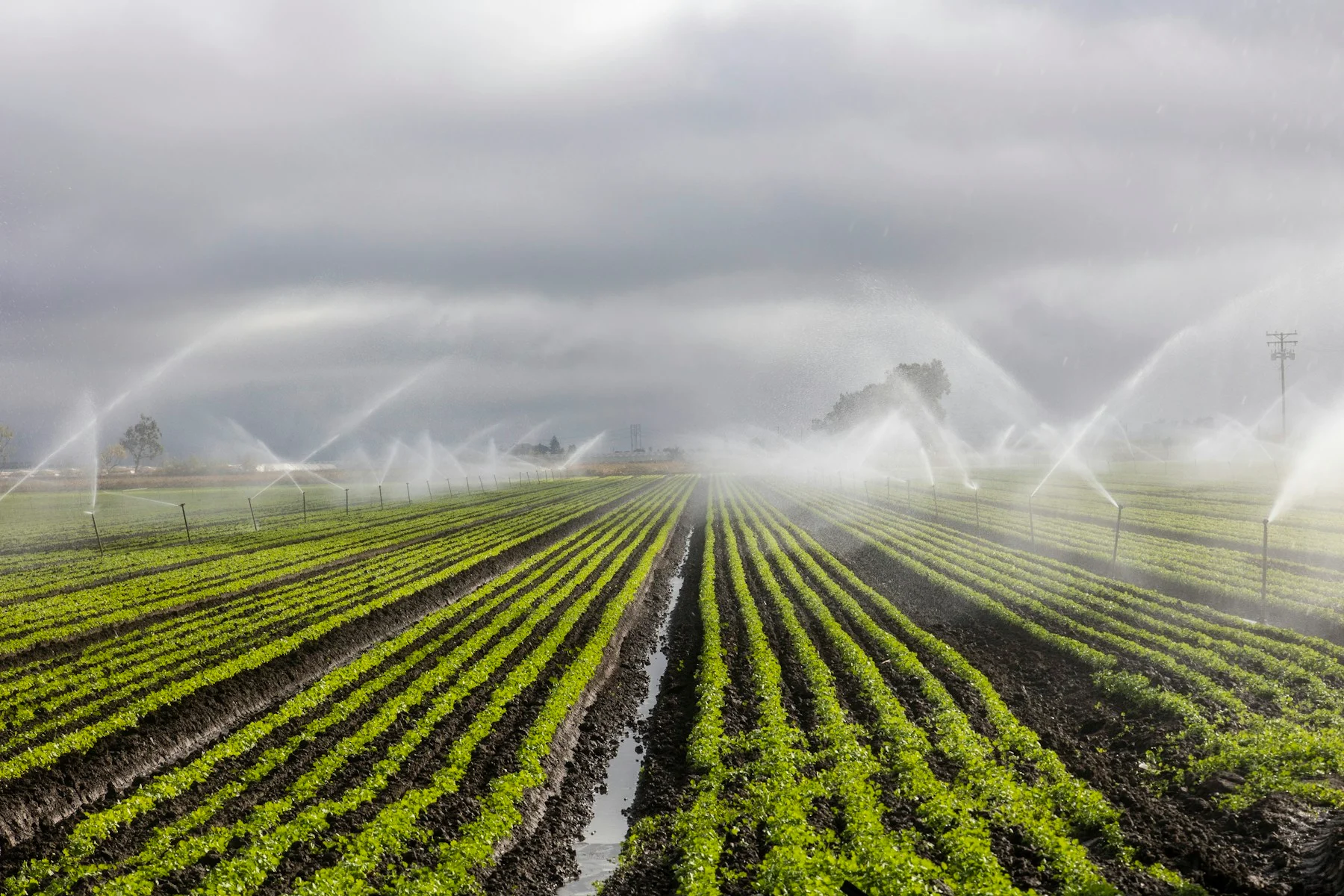 Agriculture